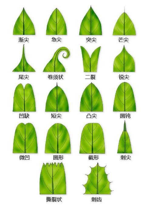 平行脈植物|水稻葉片形態解剖學簡 萬 能